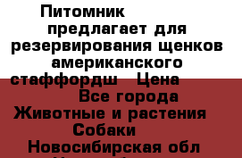 Питомник KURAT GRAD предлагает для резервирования щенков американского стаффордш › Цена ­ 25 000 - Все города Животные и растения » Собаки   . Новосибирская обл.,Новосибирск г.